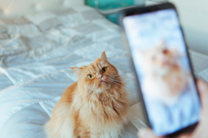 pet sitter taking photo of cat for owner